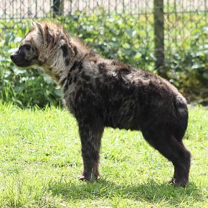 Spotted hyena young