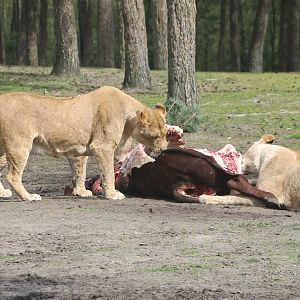 Lion feeding