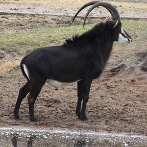Sable antilope