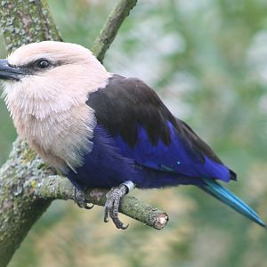 Blue-bellied roller