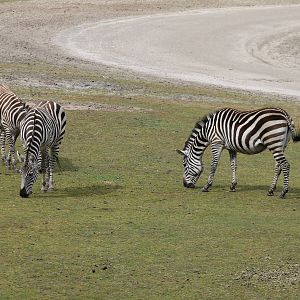 Plain zebras