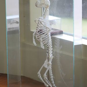Skeleton Meerkat
