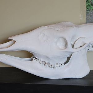 Okapi-skull