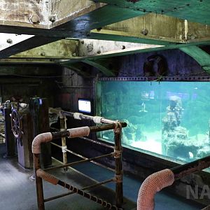 Main shark tank, April 2016