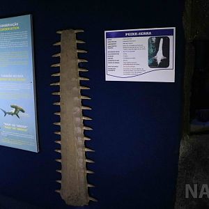 Sawfish saw, April 2016