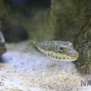 Puffer sp., April 2016