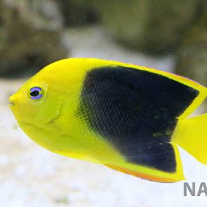 Rock beauty, April 2016