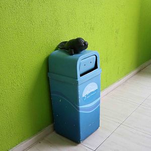 Manatee bin, April 2016