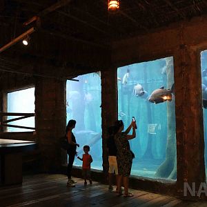 Giant Amazon tank viewing, April 2016