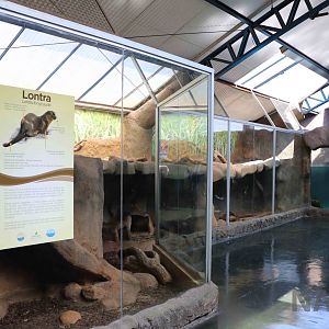 Neotropical river otter enclosure, April 2016