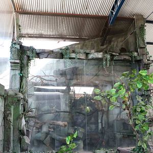 Brown howler monkey enclosure, April 2016