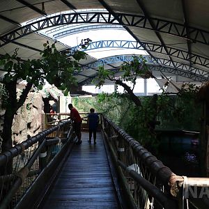 Amazon tank above water viewing, April 2016