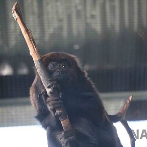 Brown howler, April 2016