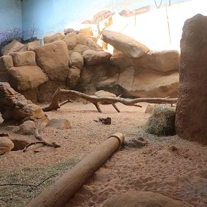 Meerkat enclosure, April 2016
