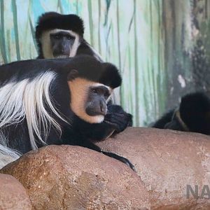 Colobus, April 2016
