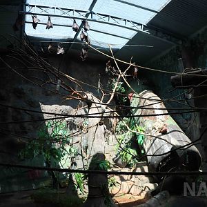 Flying fox enclosure, April 2016