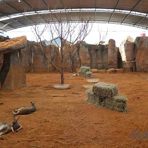 Macropod enclosure, April 2016