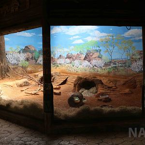 Wombat enclosure, April 2016