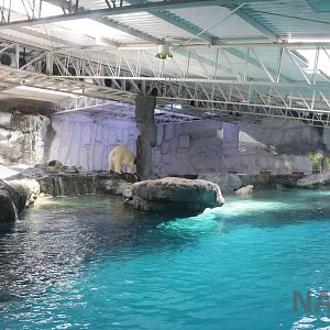 Polar bear enclosure (partial view), April 2016