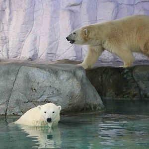 Polar bears, April 2016