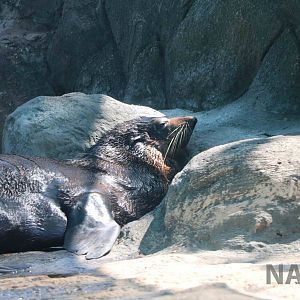 Fur seal, April 2016