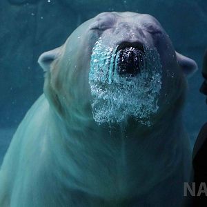Visitor with polar bear, April 2016