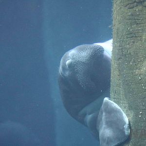 Amazonian manatee, April 2016