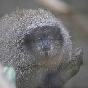 Black-fronted titi, April 2016