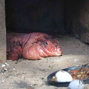 Red tegu, April 2016