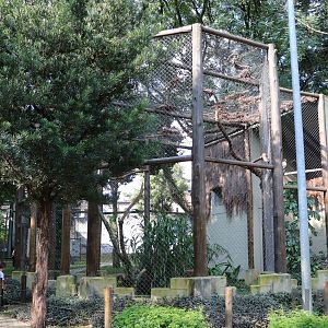 King vulture aviary, April 2016