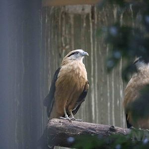 Yellow-headed caracara, April 2016