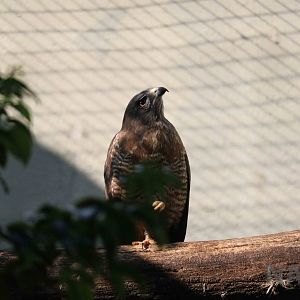 Roadside hawk, April 2016