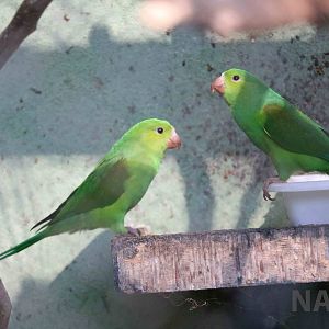 Plains parakeet, April 2016