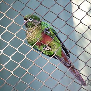 Maroon-bellied parakeet, April 2016
