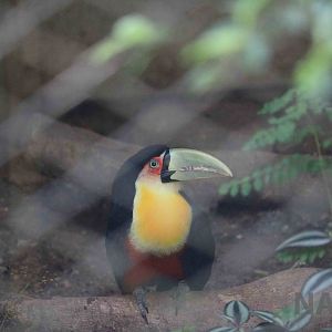 Green-billed toucan, April 2016