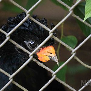Red-billed curassow, April 2016