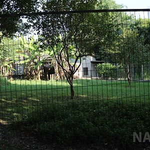 Giant anteater enclosure, April 2016