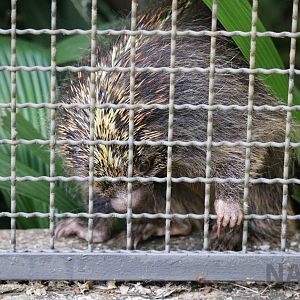 Orange-spined hairy dwarf porcupine, April 2016