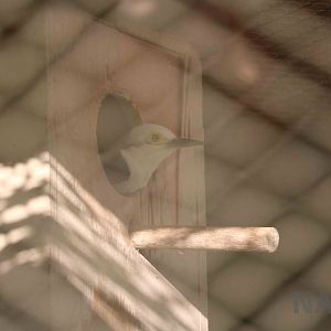 White woodpecker, April 2016