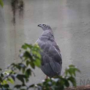 Crane hawk, April 2016