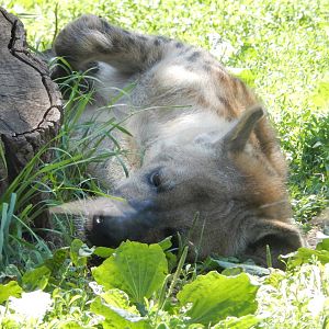 6/24/2016 - Spotted Hyena Beatin' the Heat
