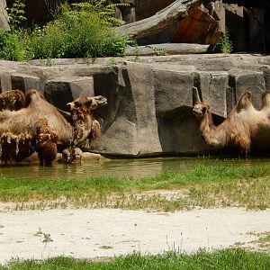 6/24/2016 - Bactrian Camels Cool Off