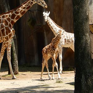 6/24/2016 - Giraffe Half-Siblings