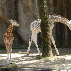 6/24/2016 - Giraffe Half-Siblings
