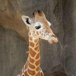 6/24/2016 - Zola Close-Up