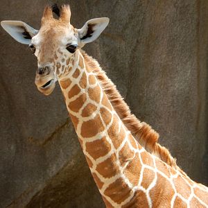 6/24/2016 - Zola Close-Up
