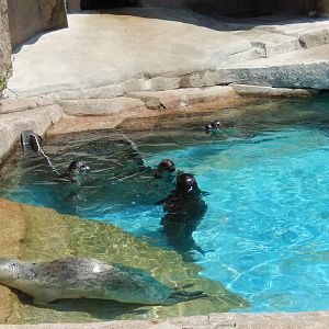 6/24/2016 - The Entire Harbor Seal Group