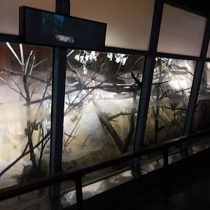 6/24/2016 - New Sloth Exhibit