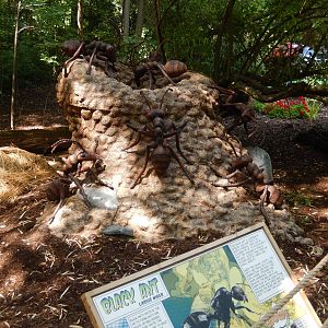 6/24/2016 - Black Ants