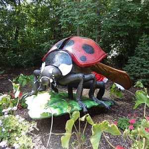 6/24/2016 - Ladybug